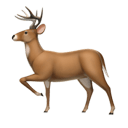 deer appearance on Apple