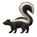 skunk appearance on Apple
