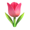 tulip appearance on Apple