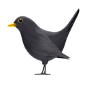 black bird appearance on Apple