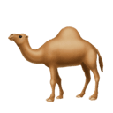camel appearance on Apple