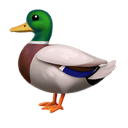 duck appearance on Apple
