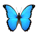 butterfly appearance on Apple