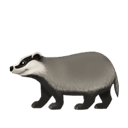 badger appearance on Apple