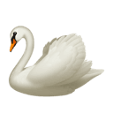 swan appearance on Apple
