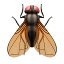 fly appearance on Apple
